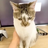 パパとママが在宅ワークをしていると、お腹をすかせた２匹の愛猫が…『まさかのアピール』に「可愛すぎて仕事にならないね」「圧かけてるｗｗ」