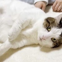 お姉ちゃんが疲れて帰宅すると、フワフワの愛猫がお腹を見せて…『思う存分癒やしてあげる姿』に「どちらもハッピーだね」「全員かわいい」の声