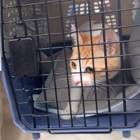 『道路をウロウロと彷徨っていた猫』を保護したら…翌日の『驚きの展開』が12万7000再生「素敵なお話」「涙が出ちゃいました」の声