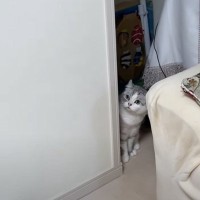 久しぶりに帰省した長男→猫2匹と『再会』した結果……思わず笑っちゃう『切ない光景』が反響「たまらなく可愛い」「家政婦は見たｗｗ」