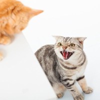 猫がたまらず『シャー！』とキレてしまう瞬間3選　そのときにやってはいけないNG行為も解説
