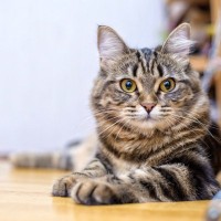 愛猫の一生の長さは『飼い方』次第で変わる！長寿を目指すなら守るべき3つのこと