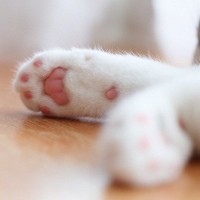 猫は『肉球の色』ごとにもキャラが違う？4つの色別にわかる性格の傾向