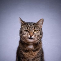 愛猫を叱ったあとの気まずい時間…『上手に仲直り』する方法は？3つのアドバイス