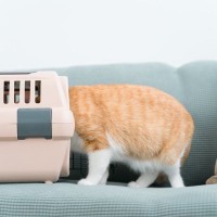 猫にスムーズに『キャリーバッグ』に入ってもらうための方法3選　便利グッズから日ごろできることまで