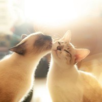 歴史に残る『猫にまつわる名言』選　猫を愛した偉人たちが残した、愛にあふれた言葉の数々