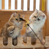 新しく猫を迎えるなら、先住猫と『年が近い・離れている』どっちがいい？それぞれの良し悪し