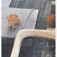 ごみ置き場の屋上で『痩せた2匹の子猫』を発見→カラスに襲われている危険な状態で…25万再生を突破した光景に「行動に感動」「良かった泣」