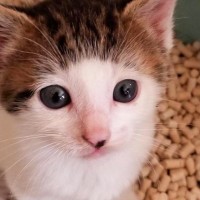 パッツン前髪がチャームポイントの子猫→成長したら…意外な変化を遂げた『現在の様子』が1万いいね「似合ってる」「大人になっても可愛い」