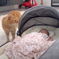 "赤ちゃんと対面した猫"に父性が芽生えて…同居猫が近づくと→驚きの行動をとる様子が11万再生「守って居たいんだね」「素敵な変化」