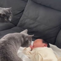 『赤ちゃんと初対面』した2匹の猫→近寄っていったと思ったら…可愛すぎる反応が癒されると124万再生「優しいチェック」「思わずニヤけた」