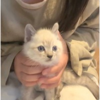 『神社で生まれた猫』を保護して育てた結果…立派に成長した『現在の様子』が素敵すぎると反響続々「神の子だね」「元野良とは思えない」