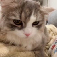 ママとの『甘えん坊タイム』に突入した猫→パパが帰ってくると…突然の『まさかの行動』が77万再生「見られたらマズイにゃんｗ」「可愛すぎｗ」