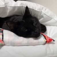 枕を使ってお布団で眠る猫→まるで『人間のように使いこなす姿』が可愛すぎると笑顔になる人が続出「完璧に使いこなしてるｗ」「すごすぎｗ」