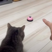 飼い主さんがベルを指さして『チリンチリン』と声をかけると……猫の行動が凄すぎると反響続々「すごい完璧」「天才」と称賛の声