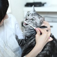 猫を愛しているから…飼い主さんがあえてやっている『猫がいやがること』5つ
