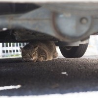 猫の飼い主さんに起きがちな『近隣トラブル』5選　外に出さないから大丈夫…ではない！