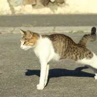 猫がんんー！と『体を伸ばしながら歩く』5つの理由　健康のため？落ち着かないから？