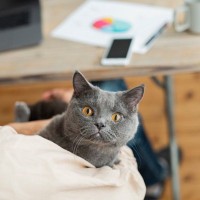 『人気キャラのモデルになった猫種』3選　誰もが知る名作映画の主人公も、実は猫がベースに？