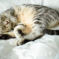 猫を早く老けさせてしまう『生活に足りていないもの』4つ　身も心も“うるおい”が必要？