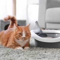 猫が夢見る『理想のトイレ』とは？飼い主さんが満たすべき4つの条件