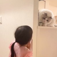娘が『だるまさんがころんだ』と言って顔を出すと、猫が…尊すぎるやり取りの光景が62万再生「なんて平和な空間」「一生見ていたい」