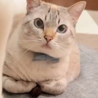 『香箱座りをしている猫』をよーく見たら…前足の隙間に挟まっていた『まさかのモノ』が笑えると44万再生「思わず見入ったｗ」「凄い特技」