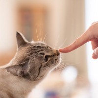 猫が飼い主さんの『ニオイを激しくかぎ倒す』4つのシーン　猫流の“現場検証”、何を調べている？