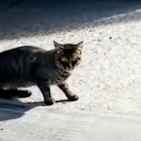 『とんでもなく危ない場所』に現れた野良猫が、3か月後……"まさかの光景"に感動する人が続出「本当にありがとう」「幸せになってね」