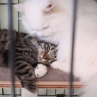 トライアル中の猫→ケージを開けて3日目、先住猫と…想像もしていなかった『驚きの光景』に感動の声続出「本当に感動」「胸がいっぱいに」