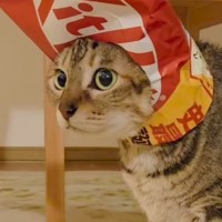 顔の部分が切り取られた『お菓子の袋』を用意すると…猫のとった行動が可愛すぎて笑えると44万再生「楽しんでるｗ」「ツタンカーメンｗ」