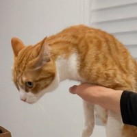 テーブルに乗ろうとした猫→注意したら……思わず笑った『予想外の姿勢』が2万5000いいね「スキージャンプｗ」「飛び立つところｗ」