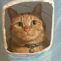 トンネルの窓から顔を覗かせる猫→よく見たら『謎ポーズ』で…衝撃の様子に爆笑の声が続出「違う世界にワープしそうｗ」「ドヤ感がたまらん」