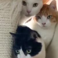 『爪切りの準備がバレた』→3匹の猫の様子を見てみると……「警戒してるｗ」「ウケるｗｗ」思わず笑っちゃう姿が1万7000いいね