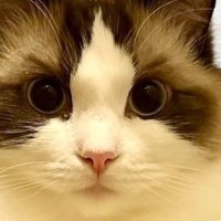 『眉毛みたいな模様』がくっきりと出ている猫→『昔はなかったよね？』と思い見返してみたら……予想外のビフォーアフターに反響