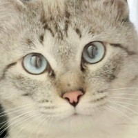 猫がうちに来て"約2週間"…ついに迎えた『感動の瞬間』が素敵すぎると4万いいね「記念日だね」「おめでとう」と祝福の声が続出