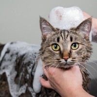 お風呂嫌いの猫でも『シャンプーしたほうがいいタイミング』5選　治療として必要な場合も
