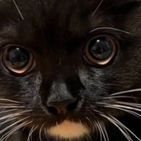 同居人が転んだのに驚いた猫→『耳』を見てみたら……まさかの瞬間が2万5000いいね「めちゃくちゃかわいいｗ」「ラッコみたい」