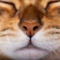 猫が『ふがふが鼻を鳴らしている』4つの原因　おうちでできる対処法も