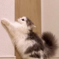 『部屋の隅っこで遊ぶ子猫』を見ていたら…まるで『リスのような動き』が可愛すぎると105万再生「かわいくて何度も見た」「何とも愛らしい」