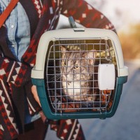 猫と『新幹線』に乗ることはできる？同伴乗車する際のルールや費用などを解説