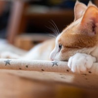 愛猫が『心を閉ざす』原因4選　猫の信頼を失ったときに起こる変化も紹介