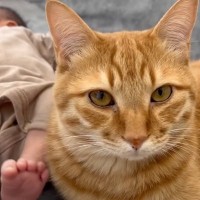2匹の猫と新しく生まれた赤ちゃん→だんだんと距離が縮まってきて…あまりにも尊い光景に感動する人が続出「本当に優しいなぁ」「尊すぎるよ…」