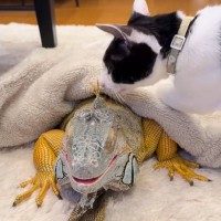 のんびりと過ごしている『温厚なイグアナ』に『子猫』が近づくと…まさかの行動をとる"驚きの展開"が109万再生「すげえ」「起きるにゃーｗ」