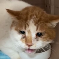 野良歴４年、『汚れと臭いが酷い保護猫』をお風呂に入れたら…まさかの光景に涙が止まらないと17万再生「本当にありがとう」「感動した」