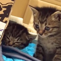 『捨てられていた2匹の赤ちゃん猫』を家族に迎えてから9年…成長の記録に涙が止まらないと13万再生「立派になったね」「自然と涙がこぼれた」