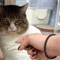 『元ボス猫』を保護して109日目→そっと撫でようとした結果…『予想外の対応』が笑っちゃうと55万再生「男らしくて素敵」「可愛すぎるｗ」
