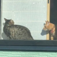 帰宅したら窓辺でくつろぐ2匹の猫が…クラクションで『イタズラ』した結果→漫画みたいな反応が202万再生「顔がツボｗ」「たまらんｗ」