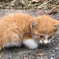 たくさんの草に埋もれていた『ボロボロの子猫』を保護してお世話した結果…『現在の様子』に涙する人が続出「もう拍手」「運命の出会いだね泣」