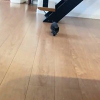 ママに呼ばれた赤ちゃん猫が次の瞬間…ついニヤニヤしてしまう『可愛すぎる姿』が120万再生「なんて破壊力」「ぱやぱや期が尊すぎる…」